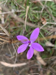 Glossodia minor
