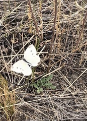 Pieris rapae