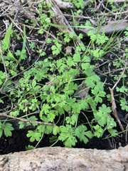 Ranunculus sessiliflorus