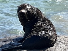 Arctocephalus