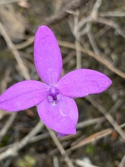 Glossodia minor