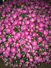 Chrysanthemum morifolium