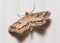 Parapoynx obscuralis