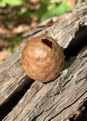 Amphibolips quercusinanis