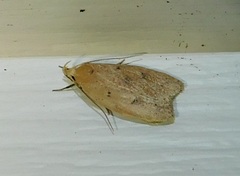 Machimia tentoriferella