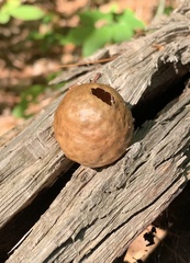 Amphibolips quercusinanis