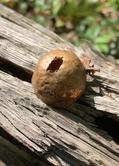 Amphibolips quercusinanis