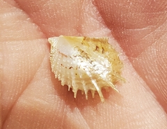 Pinctada longisquamosa