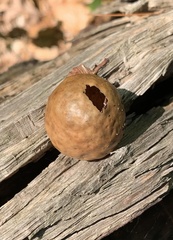 Amphibolips quercusinanis