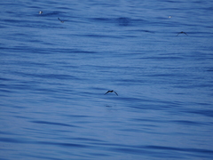 Procellariiformes