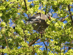 Columba palumbus
