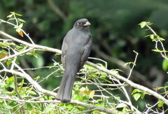 Trogon surrucura
