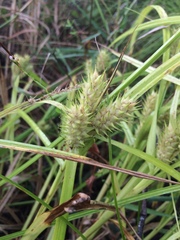 Carex lupulina