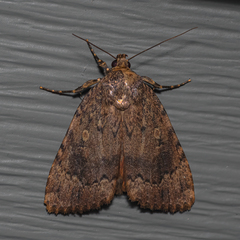 Amphipyra pyramidoides