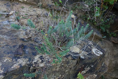 Linum monogynum monogynum