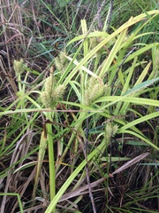 Carex lupulina