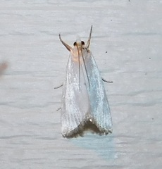 Urola nivalis