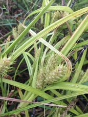 Carex lupulina