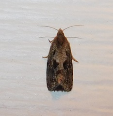 Cryptaspasma bipenicilla