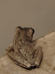 Hyla femoralis