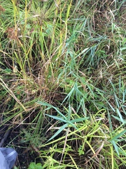 Carex lupulina