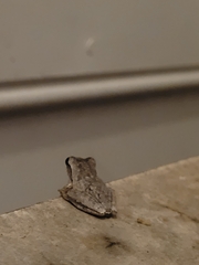 Hyla femoralis