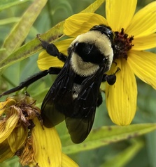 Bombus fraternus
