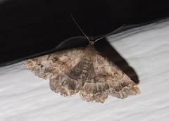 Phalaenostola larentioides