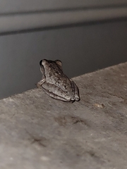 Hyla femoralis