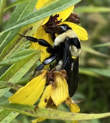Bombus fraternus