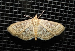 Herpetogramma pertextalis