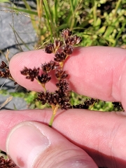 Juncus ensifolius