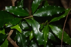 Actephila mooreana