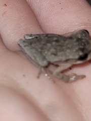 Hyla femoralis