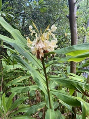 Hedychium flavescens