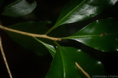 Actephila mooreana
