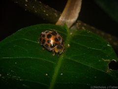 Henosepilachna vigintisexpunctata