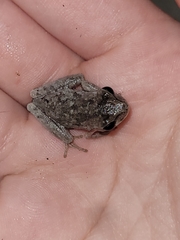 Hyla femoralis