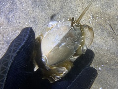 Blepharipoda occidentalis