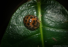 Henosepilachna vigintisexpunctata