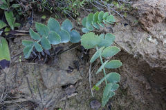 Gingidia grisea