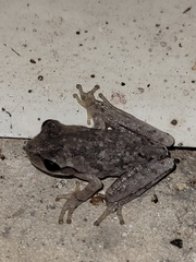 Hyla femoralis