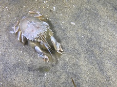 Blepharipoda occidentalis