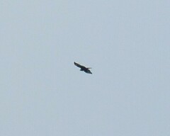 Buteo brachyurus