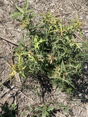 Berberis trifoliolata