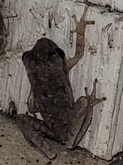 Hyla femoralis