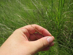 Aristida longespica