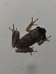 Hyla femoralis
