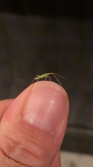 Trigonotylus caelestialium