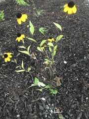 Rudbeckia triloba